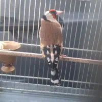 سهره دورگ|پرنده|مشهد, کارمندان دوم|دیوار