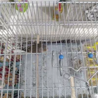 سهره قناری نر دهن دار و نشون دار دم سفید|پرنده|الیگودرز, |دیوار