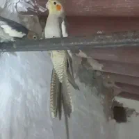 عروس هلندی جفت معاوضه با جوجه