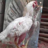 جوجه‌و‌خروس‌لاری‌ریش