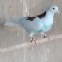 کفتر|پرنده|کهریزک, |دیوار