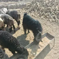 بیگ نر فروشی|حیوانات مزرعه|لالی, |دیوار