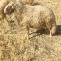 قوچ سنجابی|حیوانات مزرعه|ماهیدشت, |دیوار