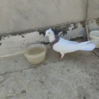 طوقی نر بدون عیب|پرنده|آباده, |دیوار