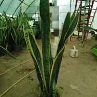 سانسوریا شمشیری|گل و گیاه طبیعی|رشت, حمیدیان|دیوار