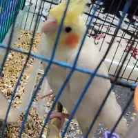 عروس هلندیم گم شده