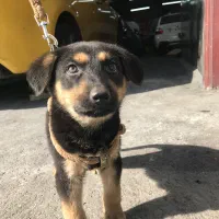 توله میکس ژرمن دوبرمن