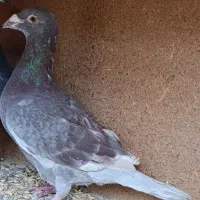 پلاکی|پرنده|گلپایگان, |دیوار