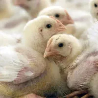 تعدادی جوجه گوشتی راس دوباره شارژ شد