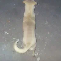 سگ پرنده|سگ|رفسنجان, |دیوار