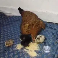 مرغ محلی جوجه دار