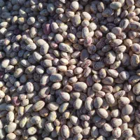 لوبیا چیتی ارگانیک