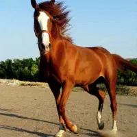 اسب عرب ترک