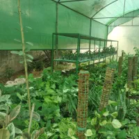 فروش گلهای آپارتمانی|عمده‌فروشی|ساری, |دیوار