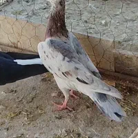 هفرنگ لک دار نر