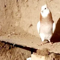 پرنده توق|پرنده|بیستون, |دیوار