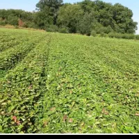 نشاتوت فرنگی