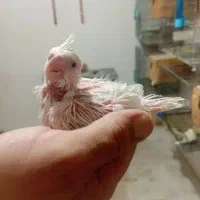 جوج البینو سرلاکی