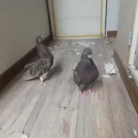 کبوتر سرور|پرنده|اردبیل, |دیوار