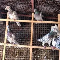 کبوتر هفترنگ