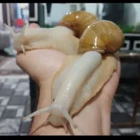 حلزون آلبینو