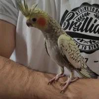 عروس هلندی سه ماه دون خور شده