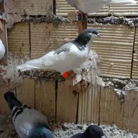 سه تا نر|پرنده|فیروزه, |دیوار