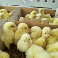 فروش انواع جوجه گوشتی