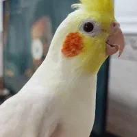 عروس هلندی سخنگو