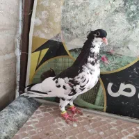 5عدد کربلایی ماده.جفت ساده هفت رنگ