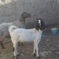 یک بز و یک کولار|حیوانات مزرعه|بردسکن, |دیوار