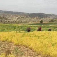 عدس دیم به شرط پخت ،بوجاری شده