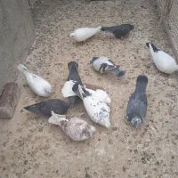 کبوتر|پرنده|قم, سراجه (۱۵ خرداد)|دیوار