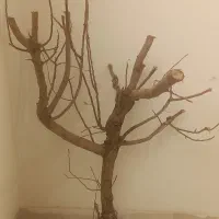 شاخه درخت بادام|لوازم جانبی حیوانات|محمدشهر, محمدشهر|دیوار