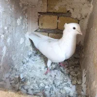 نر کمخال کفتر|پرنده|بروجرد, |دیوار