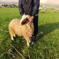 گوسفند نر سنجابی|حیوانات مزرعه|سرپل ذهاب, |دیوار