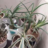 گل الوئه ورا