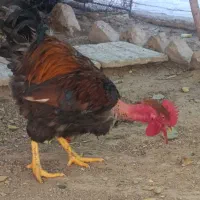 خروس|حیوانات مزرعه|تربتحیدریه, بالا ولایت|دیوار
