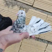 کبوتر هما سرور