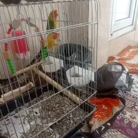 طوطی برزیلی