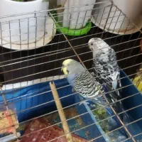 جفت مرغ عشق نر دستی است یک میلیون و دویست