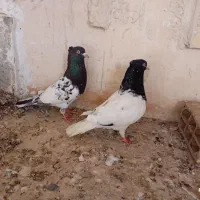 یک جفت کله سیاه