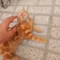 گربه
