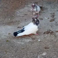 یه جفت کله قرمز دم سیاه همه چی تمام