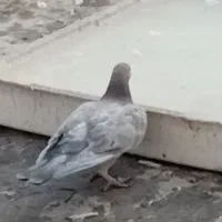 کفتر گرفتنی غریب گیری|پرنده|رودهن, |دیوار