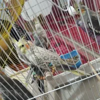 عروس هلندی