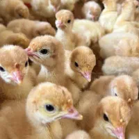 جوجه بوقلمون یک روزه بیوتی ۶ زرین فوق سنگین