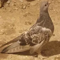 کبوتر ترکیه اصیل|پرنده|لیلان, |دیوار