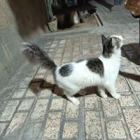 یک گربه پرشین  قیمت یک میلیون و پانصد هزار تومن|گربه|گنبد کاووس, |دیوار