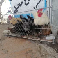 خوراک دام ملایی گندم جو ارزن سبوس مخلوط ذرت جوجه|لوازم جانبی حیوانات|جیرفت, |دیوار